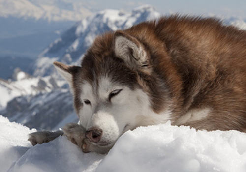 狗狗在哪些情况下容易咬人