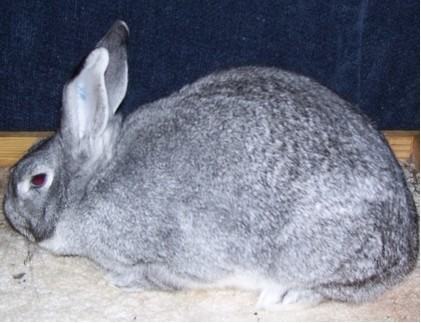 标准金吉拉兔的简介 标准金吉拉兔的简介