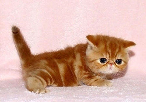 猫咪过敏有哪些症状