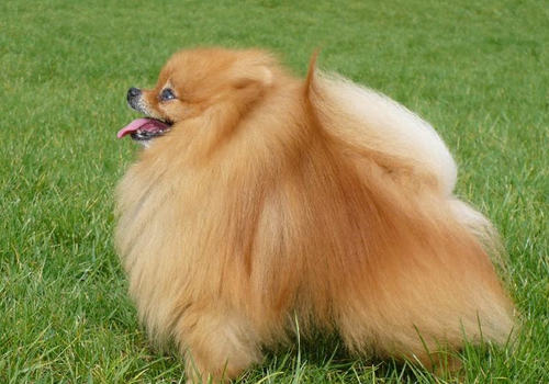 狗狗挑食的原因及解决办法