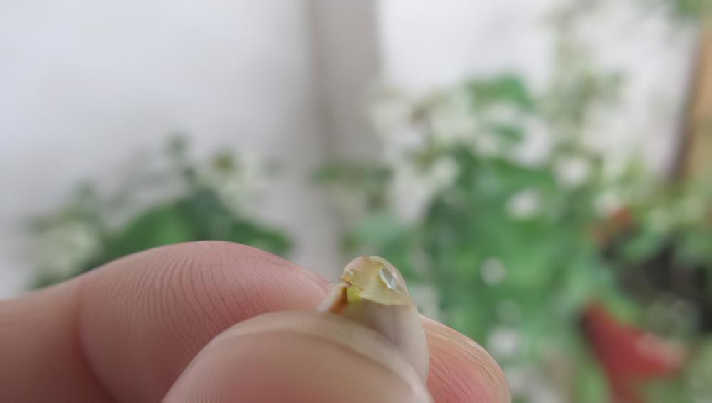 辨别蓝莓是否授粉完成
