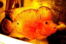 罗汉鱼造景小贴士 罗汉鱼造景小贴士