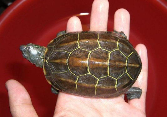 草龟下蛋时候有哪些前兆