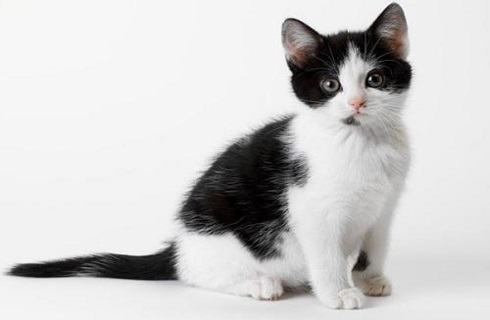 奶牛猫是什么品种？奶牛猫好养吗？