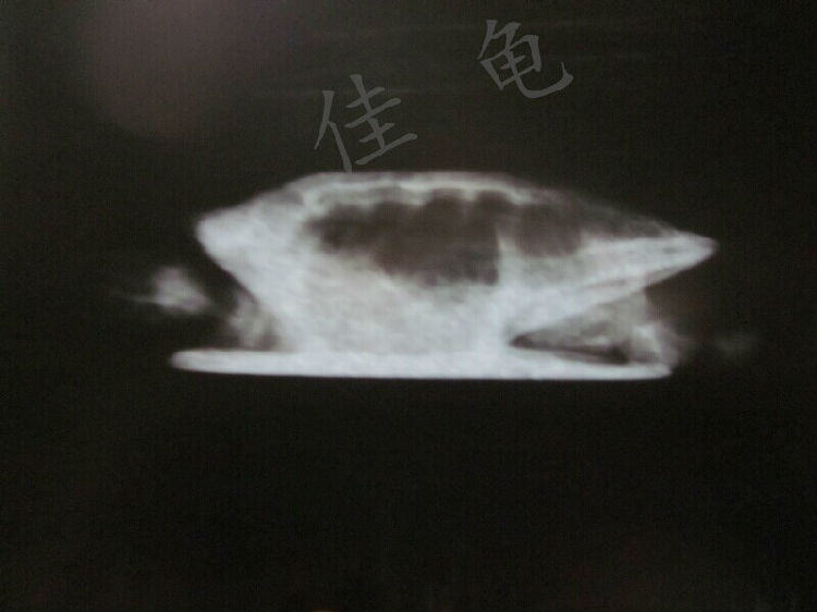 宠物龟能做X光吗？