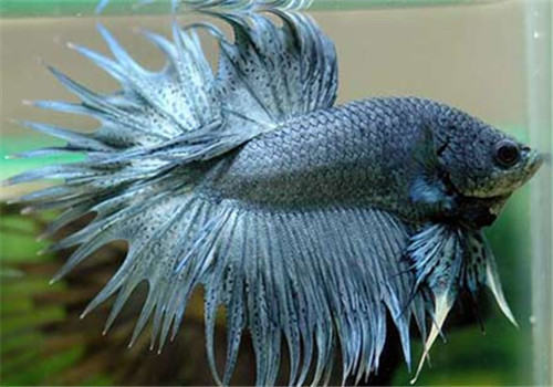 观赏鱼混养小贴士 观赏鱼混养小贴士