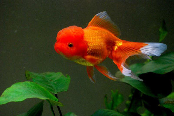 金鱼闷缸会有什么表现