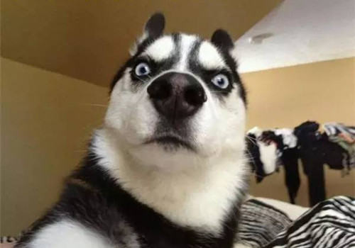 如何纠正哈士奇喜欢扑人的坏习惯