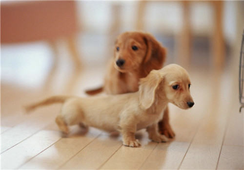 犬支气管肺炎的临床症状
