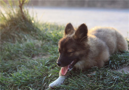 何时更换幼犬粮比较好