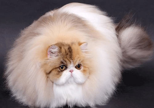 波斯猫吃什么最健康