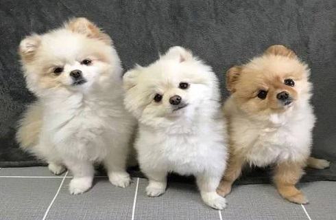 俊介狗狗多少钱一只?俊介犬价格 俊介狗狗多少钱一只?俊介犬价格