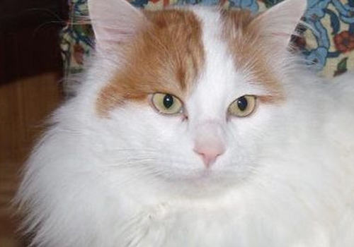 猫瘟的治疗注意事项