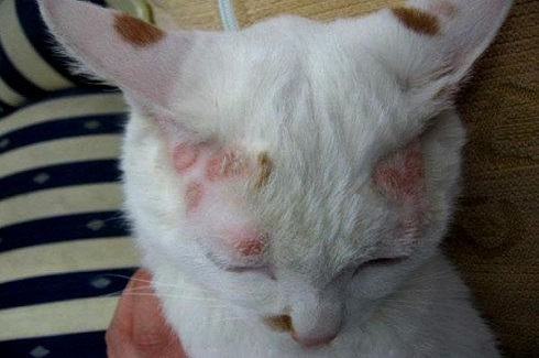 猫的皮肤病有哪些？猫皮肤病怎么治疗？