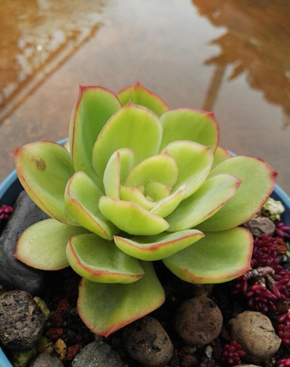 秋天已经过半 ，现在这时节来秀秀我的肉肉该不讨恨了吧？