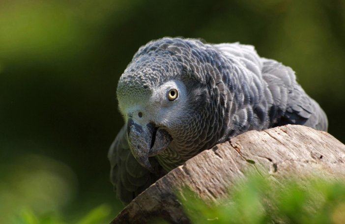 非洲灰鹦鹉的饲养环境