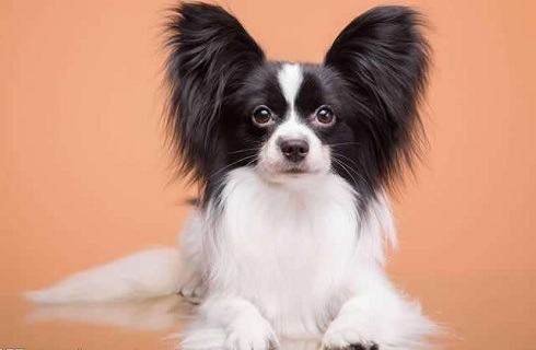 蝴蝶犬懂音乐吗？听音乐有什么好处？