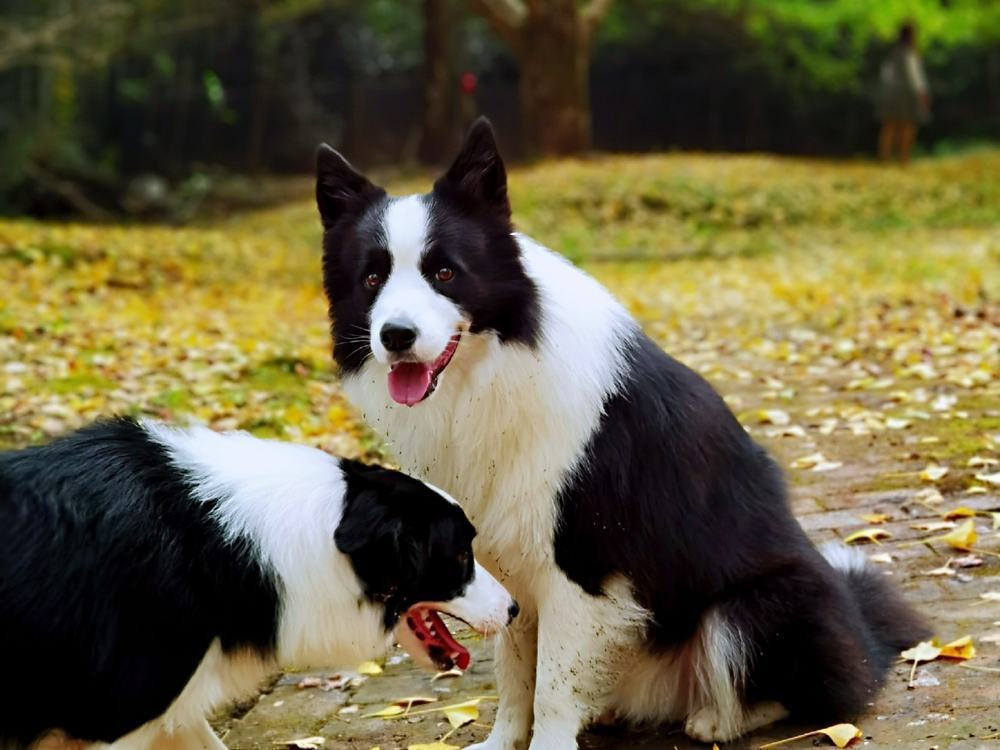 狗狗驱虫多久一次才合适?养狗新手必看 狗狗驱虫多久一次才合适?养狗新手必看