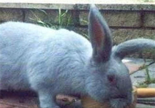 比华伦兔吃什么最健康？