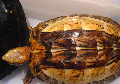 如何判断宠物龟是否生病了