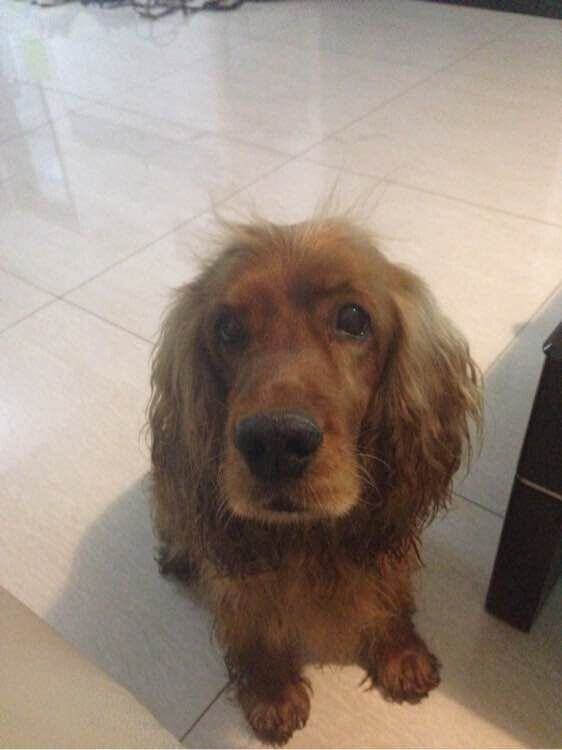 犬膈疝的诊断与治疗