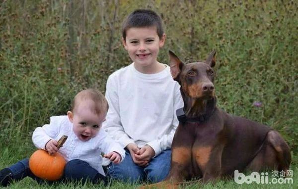 狗狗比什么都重要,美一男孩为救爱犬摆摊卖玩具