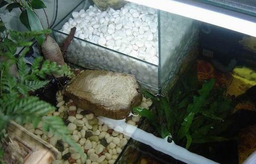 饲养龟龟时需要的器材有哪些