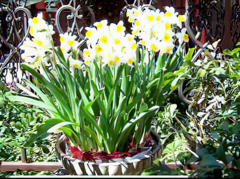 栽盆水仙迎新年（图）