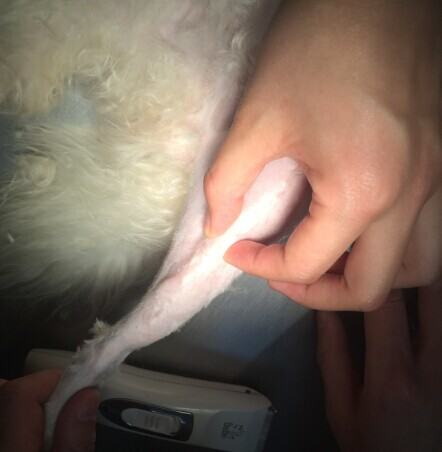 泰迪犬髌骨脱位的诊治 泰迪犬髌骨脱位的诊治