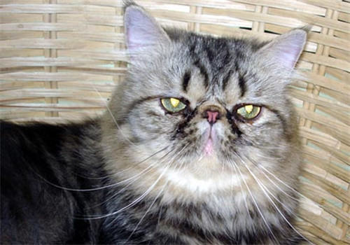 猫咪脂肪肝的治疗原则