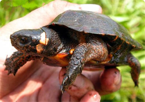 牟氏水龟的饲养要点