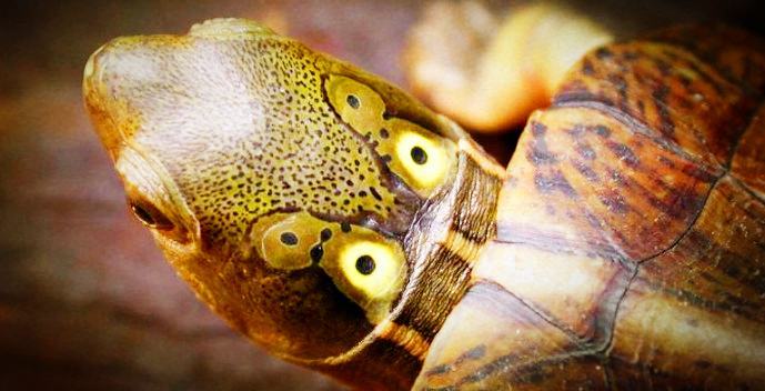 四眼斑水龟的饲养知识 四眼斑水龟的饲养知识