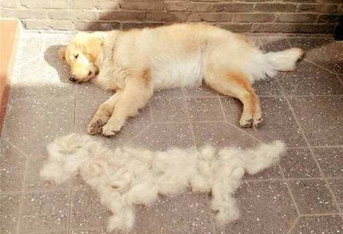 狗狗得了皮肤病需要剃毛吗？