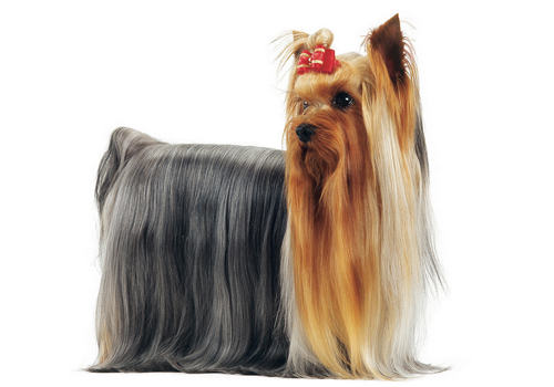 如何挑选约克夏 如何挑选约克夏