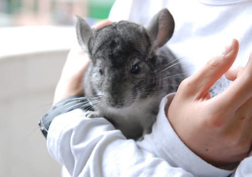 抱龙猫也要注意姿势