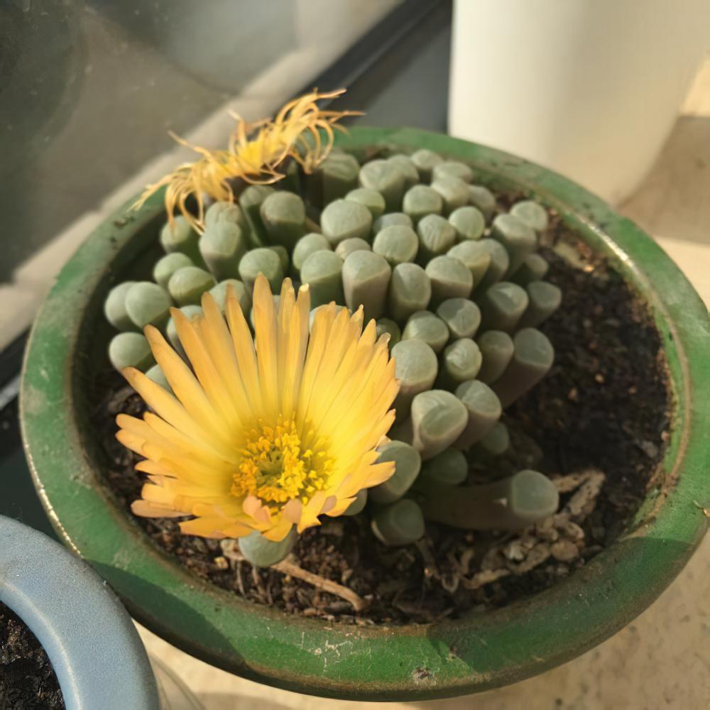 用爆盆的姬玉露证明，我不是“植物杀手”