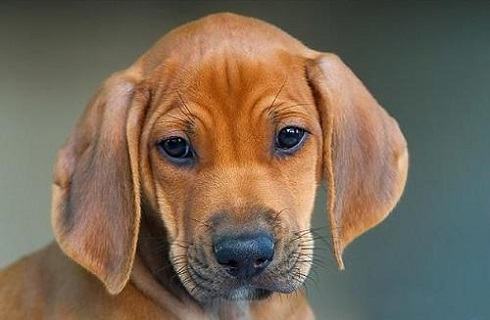 罗得西亚脊背犬怎么样？罗得西亚脊背犬性格