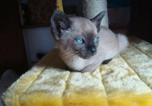 辨别猫咪情绪的三种方法