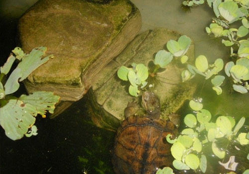 根据水色判断养龟水质好坏