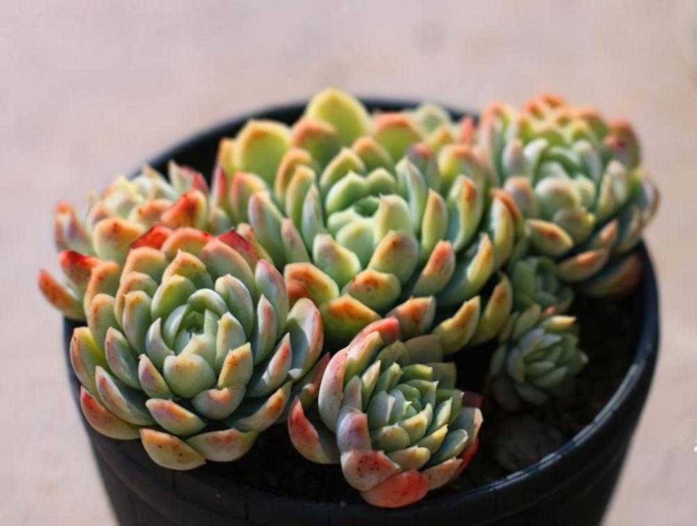 冰梅月影 Echeveria .Rasberry ice
