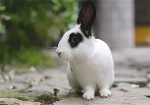 浅析兔粘液性肠炎