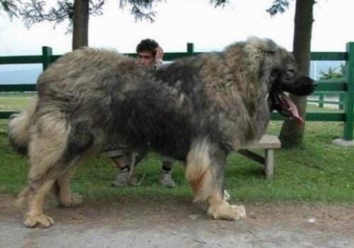 巨型犬体型排名，巨型犬品种介绍