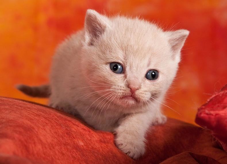 做绝育手术前是否要打疫苗 做绝育手术前是否要打疫苗