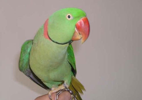 亚历山大鹦鹉简介