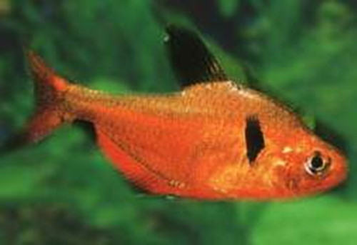 红裙鱼的外形特点