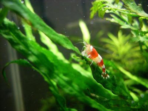 水族箱翻缸的详细步骤