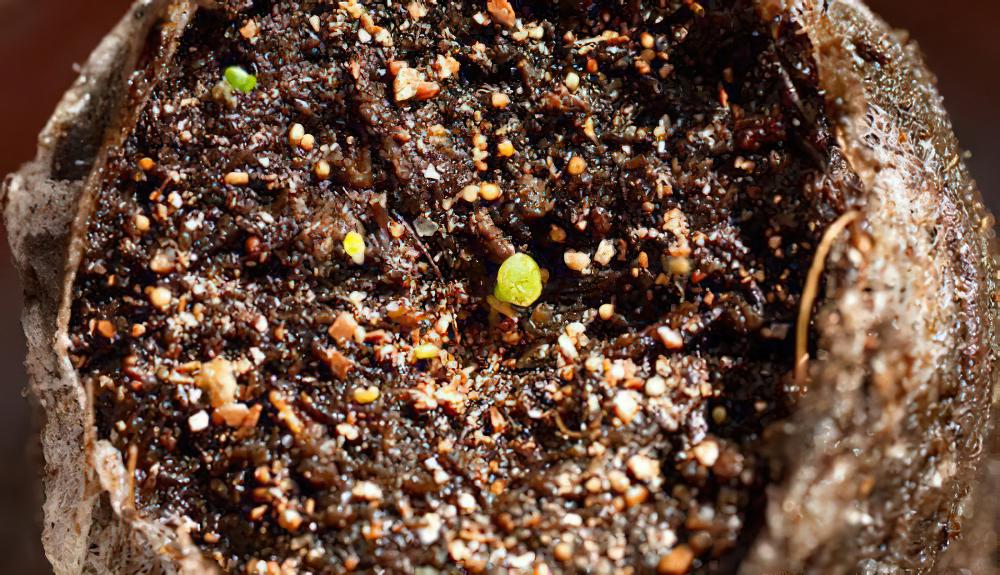 多肉植物播种10问10答，带你感受生命孕育的喜悦