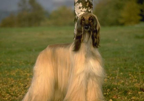 阿富汗猎犬多少钱