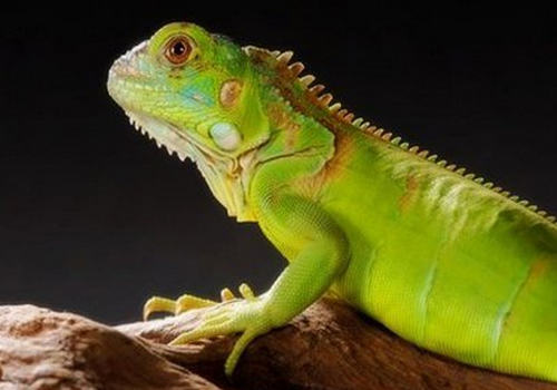 绿鬣蜥在饮食方面要注意哪些问题 绿鬣蜥在饮食方面要注意哪些问题