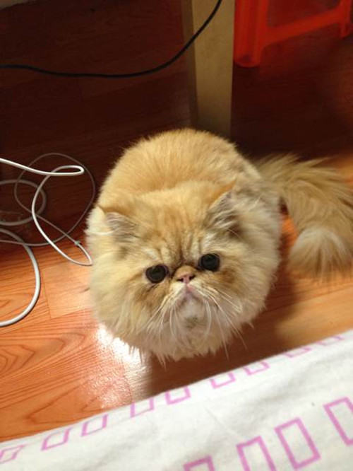 宠物猫适合放养吗 宠物猫适合放养吗